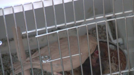 4 dagen mama tilly geeft eten 